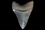 Fossil Megalodon Tooth - Serrated Blade #130728-1